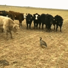 Funny Animals Back Off GIF - Funny Animals Back Off Come At Me GIFs