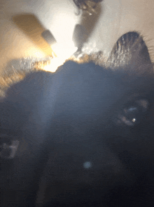 a close up of a black cat 's face with a light shining through it