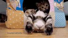 Excuse Me Coming Through! GIF - Cute Kittens Sleep GIFs