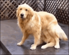 Dogs Retriever GIF - Dogs Retriever Hiding GIFs
