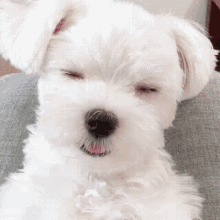 pup yawning