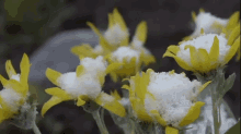 Beautiful Natural World GIF - Nature Flowers Snow GIFs