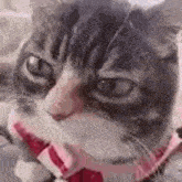 Cat Sas GIF - Cat Sas Exasperated GIFs