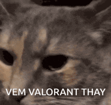 a close up of a cat with the words vem valorant thay written on it