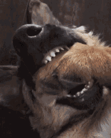 Derp Dog GIF - Derp Dog Bite Own Leg GIFs