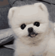 강아지 귀여운 GIF - 강아지 귀여운 GIFs