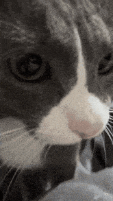 a close up of a gray and white cat 's face .