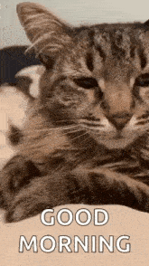 Tired Cat GIF - Tired Cat Yawn GIFs