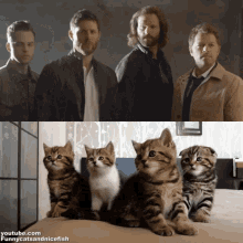 Supernatural Spn GIF - Supernatural Spn Supernatural Cat GIFs