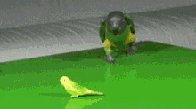 My Baby!! GIF - Parrot Picking Up Baby Parrot GIFs