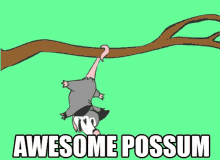 Awesome Possum GIF - Awesome Possum Awesome Possum GIFs
