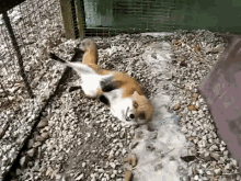 So Excite! GIF - Foxes Fox Excited GIFs