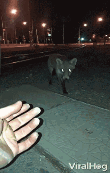 Red Fox Sniffing GIF - Red Fox Sniffing Nibble GIFs