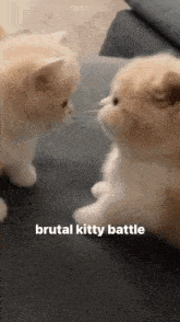 Brutal Kitty Battle Kitten Attack GIF - Brutal Kitty Battle Kitty Battle Kitten Attack GIFs
