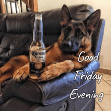 a dog is laying on a couch next to a bottle of corona extra