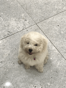a small white dog is sitting on a tile floor
