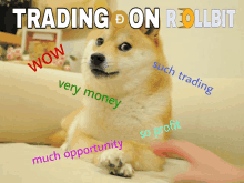 Doge Trading GIF - Doge Trading Rollbit GIFs