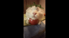 Cat Cat On Apple GIF - Cat Cat On Apple Apple Cat GIFs