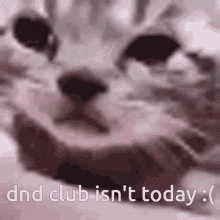 Dnd Club Sad Cat GIF - Dnd Club Sad Cat Cat GIFs