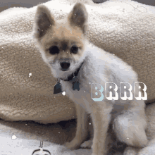 Shivering Dog GIF - Shivering Dog Shiver GIFs