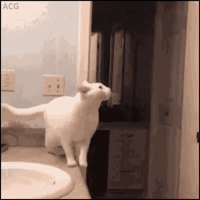 Gif Of The Day 7/6/15: Jumping Cat Fail - Diabolical Rabbit