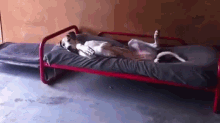 a dog is laying on its back on a bed