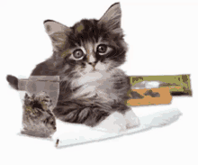 a kitten sitting next to a bag of marijuana and a cigarette