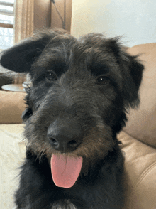 a black dog with a pink tongue sticking out laying on a couch