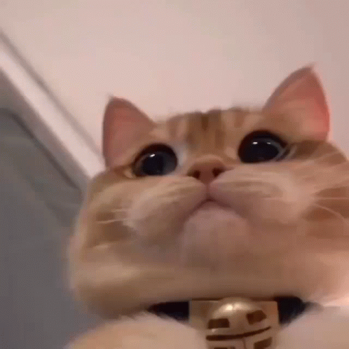 Cat Cute GIF - Cat Cute Cutecat - Discover & Share GIFs