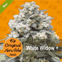 White Widow GIF - White Widow GIFs