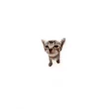 a kitten sticking its pink tongue out and looking up