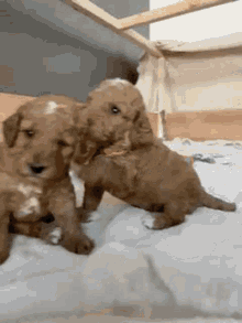 two puppies are playing with each other on a blanket on a bed .