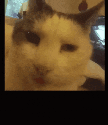 Rowser Zoom Cat GIF - Rowser Zoom Cat Meme GIFs