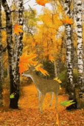 a deer in a forest with leaves falling