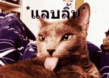 แมวแลบลิ้น แบร่ GIF - Stick Tongue Out Cat Cat Sticking Out GIFs