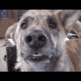 Talking Dog Kidding Me GIF