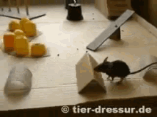 Brain Storm! GIF - Mice Mouse Obstacle Course GIFs