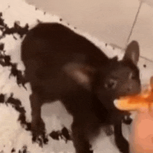 a black dog is eating a carrot on a white surface .