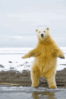 polar bear dance party hard when jam comes on