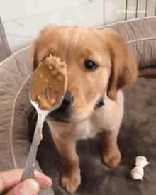 Dog Treat GIF - Dog Treat Peanut Puppy GIFs