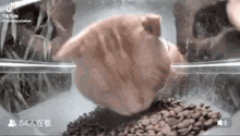 Cat Catto GIF - Cat Catto Animal GIFs