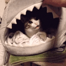 Cat Shark Mouth GIF - Cat Shark Mouth GIFs