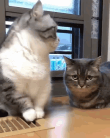 Komaru Cats GIF - Komaru Cats Cat Kiss GIFs