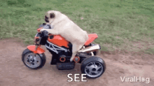 Riding Pug GIF - Riding Pug Dog GIFs