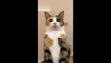 Pink Cat GIF - Pink Cat GIFs