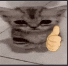 Gato-molesto-gif by nikelvin on DeviantArt