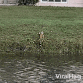 Crawl Out Of The River Iguana GIF - Crawl Out Of The River Iguana Viralhog GIFs