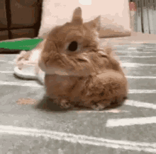 Rabbit Cute GIF - Rabbit Cute Lazy GIFs