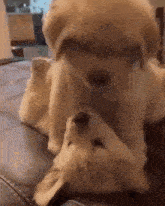 two puppies are playing on a couch and one is biting the other .