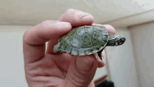 Baby Turtle Cooter GIF - Baby Turtle Cooter Turtle GIFs